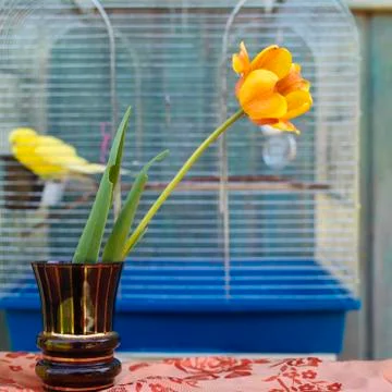 Tulip In Vase Photos