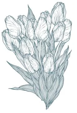 Tulip vector flower illustration Stock Illustration