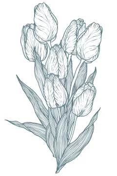 Tulip vector flower illustration Stock Illustration
