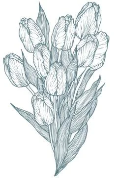 Tulip vector flower illustration Stock Illustration