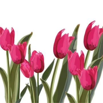 Tulip vector Illustrazione stock