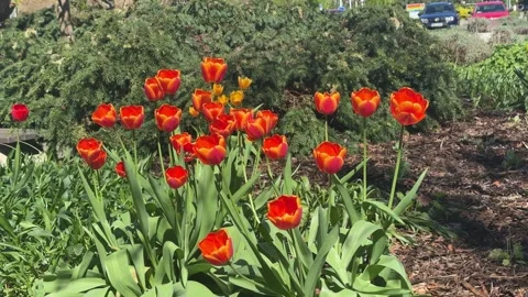 Tulip, vibrant red orange bloom, green stem, lush foliage, bright sunlight Stock Footage 333375344