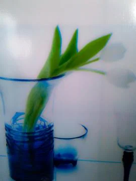 Tulip on the wall Stock Photos