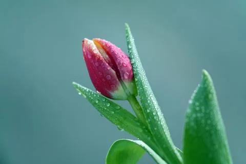 Tulip with water drops Stock Photos