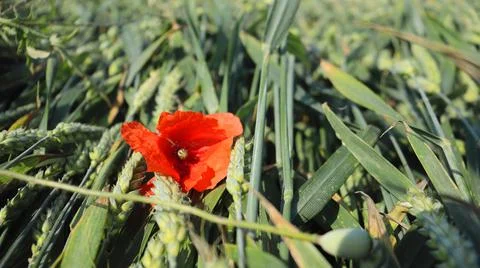 Tulip on wheat field Stock Photos