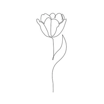 Tulip on white background Stock Illustration