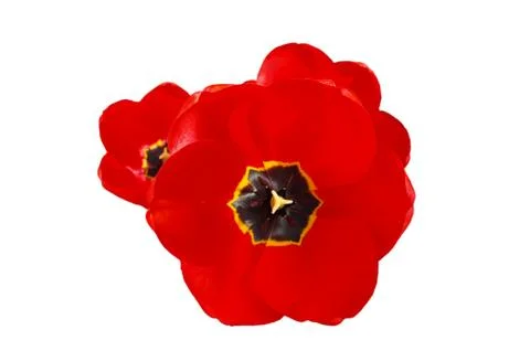 Tulip on a white background. Stock Photos