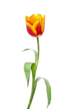Tulip  on white background Stock Photos