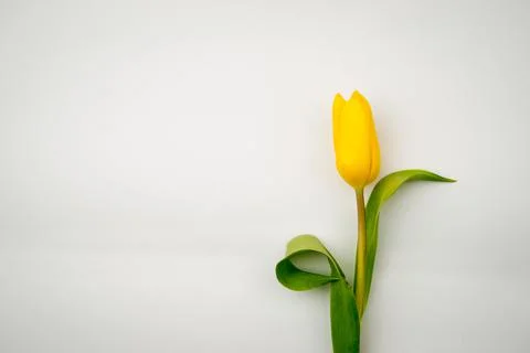 Tulip on a white background Stock Photos