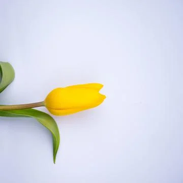 Tulip on a white background Stock Photos