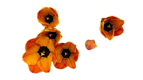 Tulip on white background Stock Photos