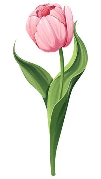 Tulip on a white background. Spring pink flower for Women s Day, Easter. Vect 스톡 일러스트