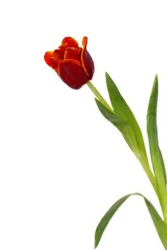 Tulip on white Stock Photos