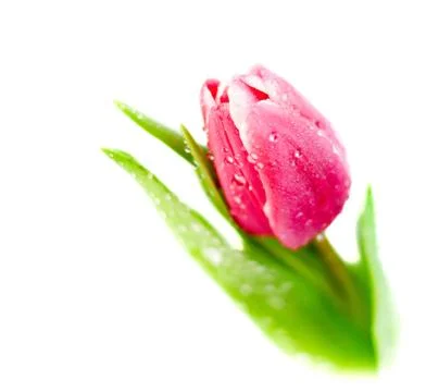 Tulip on white Stock Photos