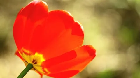 Tulip wiggling, C.U. Stock Footage 10908542