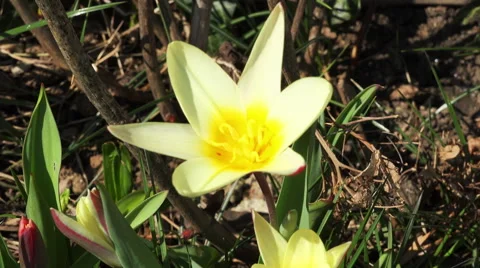 Tulip in the wind 4K Stock Footage 48756334