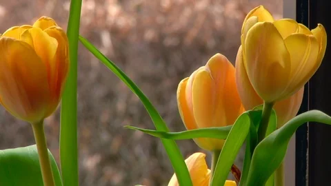 Tulip on Windowsill Stock Footage 105979773