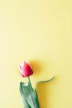 Tulip on yellow background Stock Photos