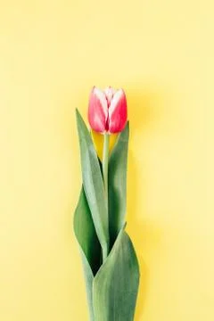 Tulip on yellow background. Stock Photos