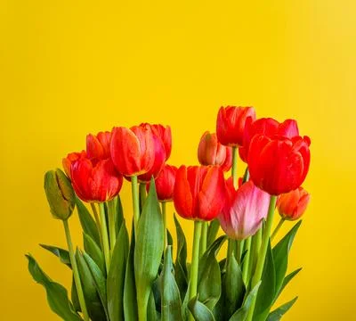Tulip on the yellow background. Stock Photos