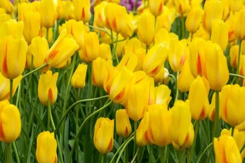 Tulip yellow flowers Stock Photos