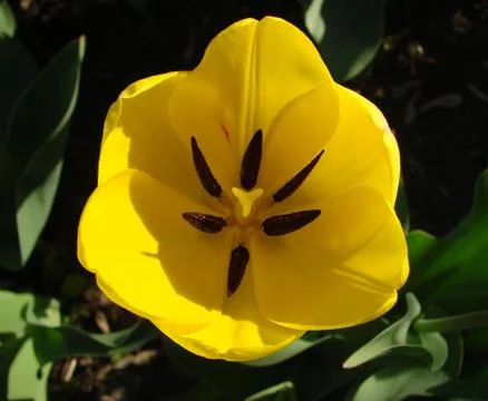 Tulip yellow Stock Photos