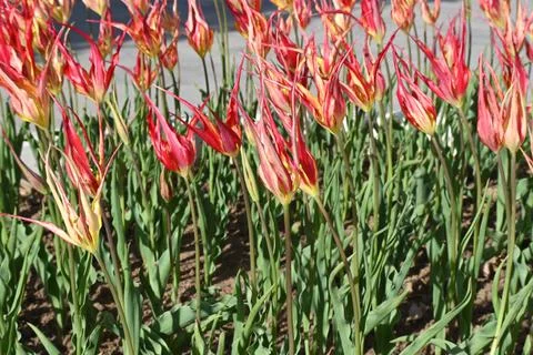 Tulipa acuminata The Fire Flame or The Turkish Tulip dates back to at least the  Foto stock