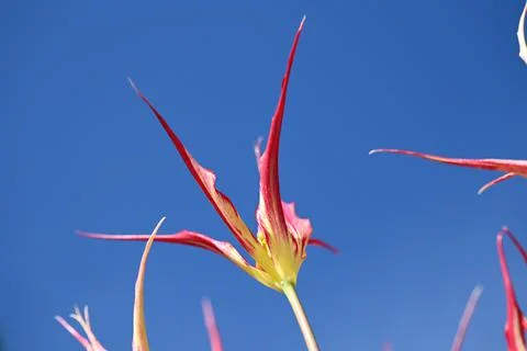 Tulipa acuminata The Fire Flame or The Turkish Tulip dates back to at least the  Stock Photos