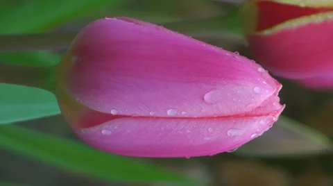 Tulipa apricot delight Stock Footage 10901803