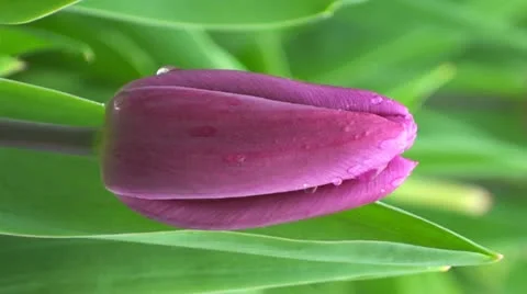 Tulipa apricot delight Stock Footage 10901805