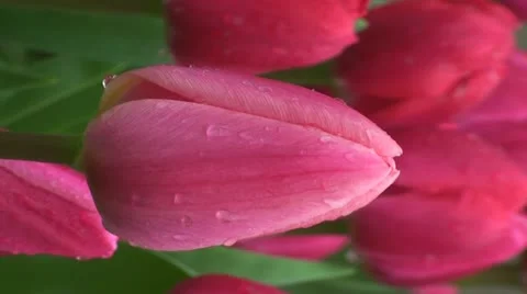 Tulipa apricot delight Stock Footage 10901809