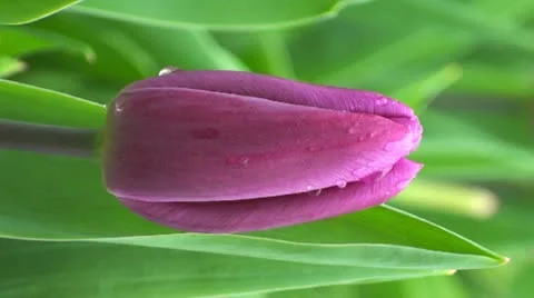 Tulipa apricot delight Stock Footage 10901862