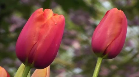 Tulipa Avignon Stock Footage 10924145