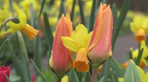 Tulipa ballerina Stock Footage 10888341
