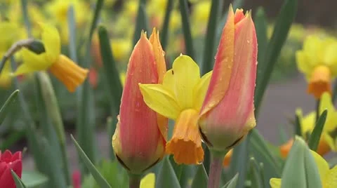 Tulipa ballerina Stock Footage 10889664
