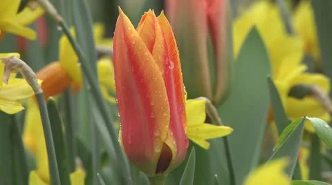 Tulipa ballerina Stock Footage 10889683