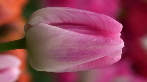 Tulipa barbacan Stock Footage 10901724