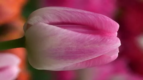 Tulipa barbacan Stock Footage 10901835