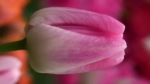 Tulipa barbacan Stock Footage 10901891