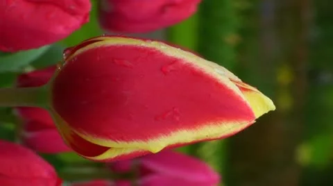 Tulipa candy apple delight Stock Footage 10901864
