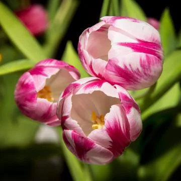 Tulipa caramba Stock Photos