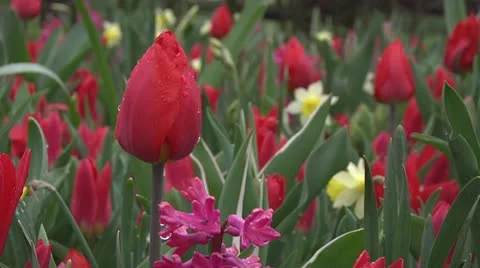 Tulipa christmas marvel Stock Footage 10888274