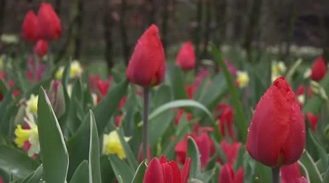 Tulipa christmas marvel Stock Footage 10888278