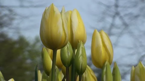 Tulipa Colour Spectacle  Stock Footage 10931262