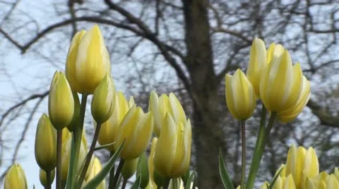 Tulipa Colour Spectacle  Stock Footage 10931279