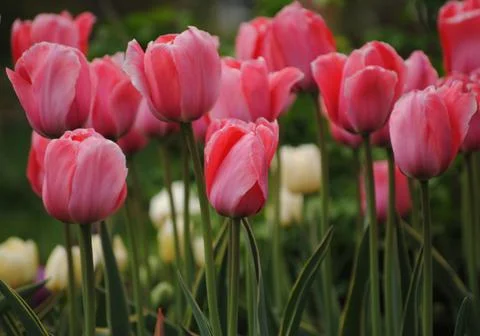 Tulipa Design Inpression - Stock Photos