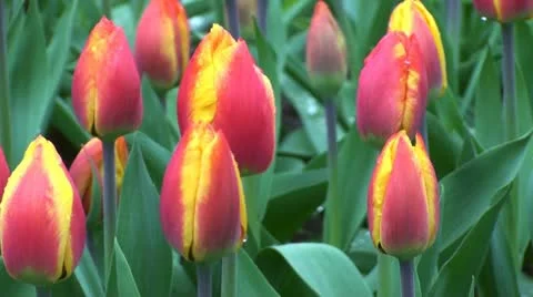 Tulipa flair Stock Footage 10890128
