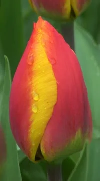 Tulipa flair Stock Footage 10890193