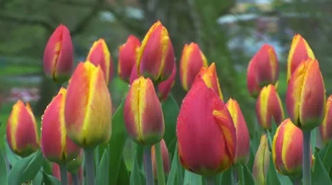 Tulipa flair Stock Footage 10899669