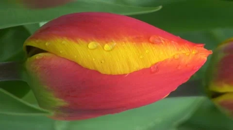 Tulipa flair Stock Footage 10901799